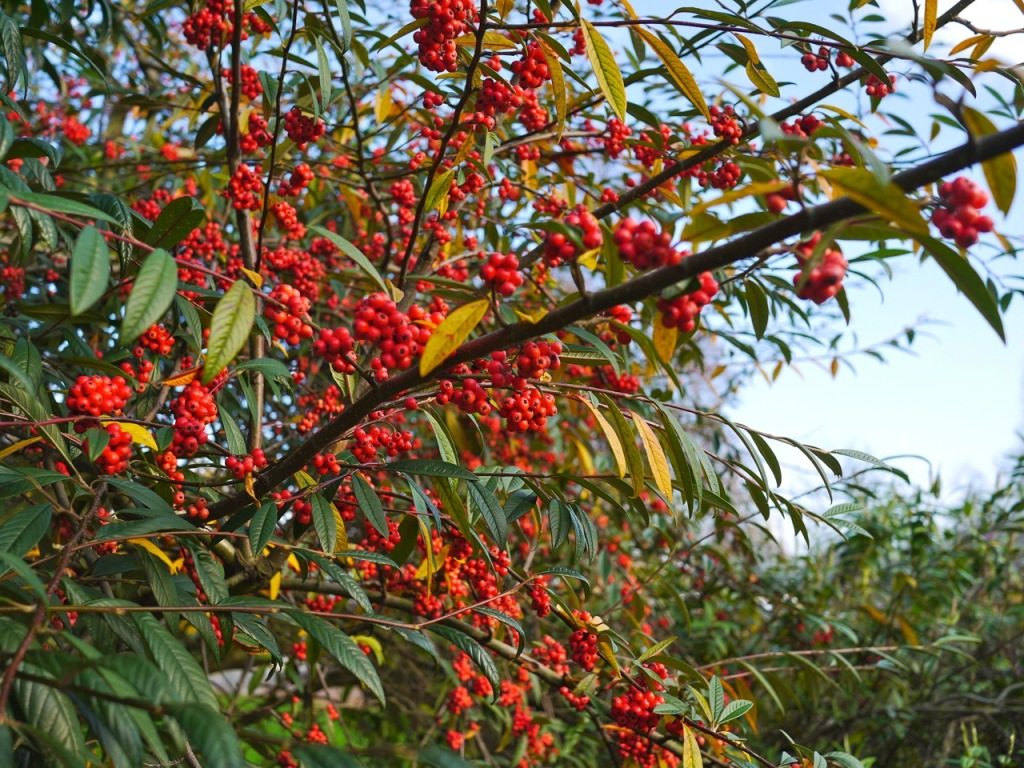 Autumn in London by Stephanie Sadler, Little Observationist