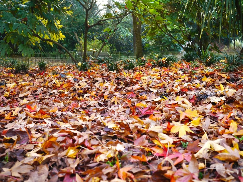 Autumn in London by Stephanie Sadler, Little Observationist