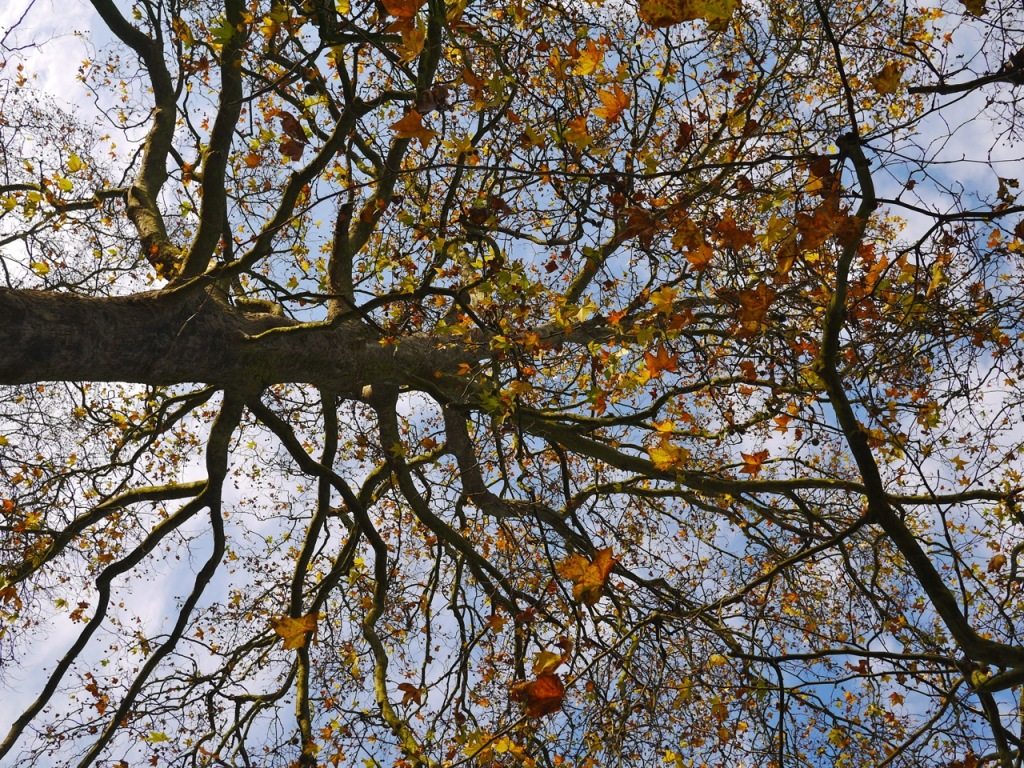 Autumn in London by Stephanie Sadler, Little Observationist