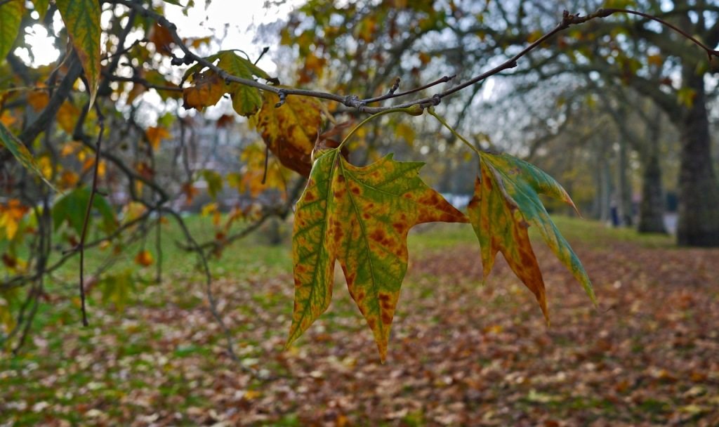 Autumn in London by Stephanie Sadler, Little Observationist