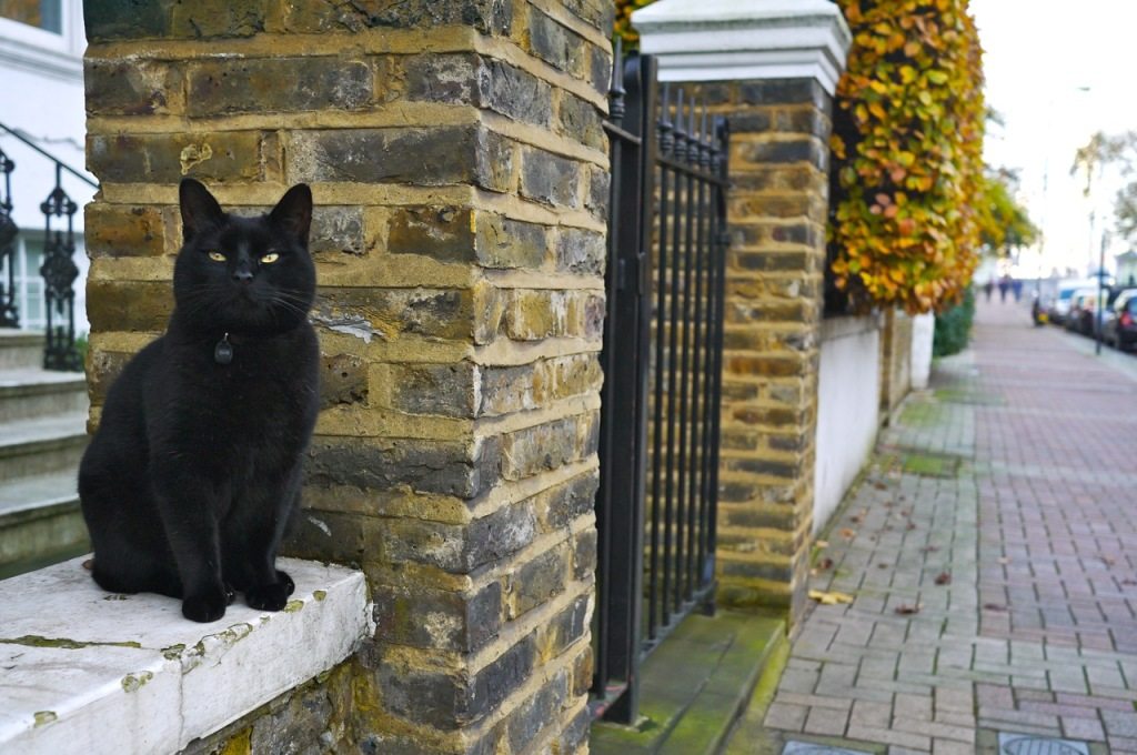 Autumn in London by Stephanie Sadler, Little Observationist