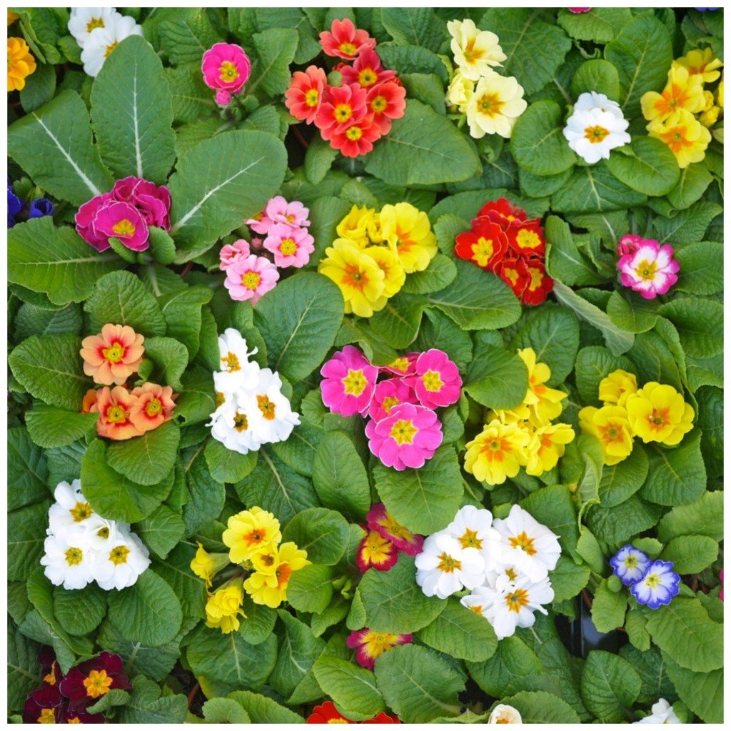 Columbia Road Flower Market, Stephanie Sadler, Little Observationist