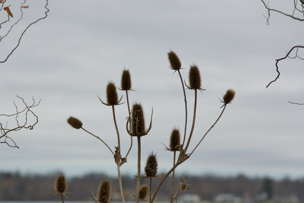 Niagara River by Stephanie Sadler, Little Observationist