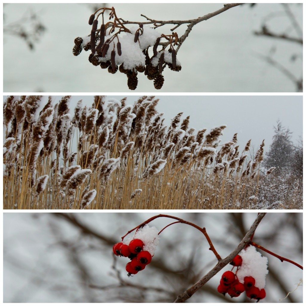 Stephanie Sadler, Little Observationist, Niagara River