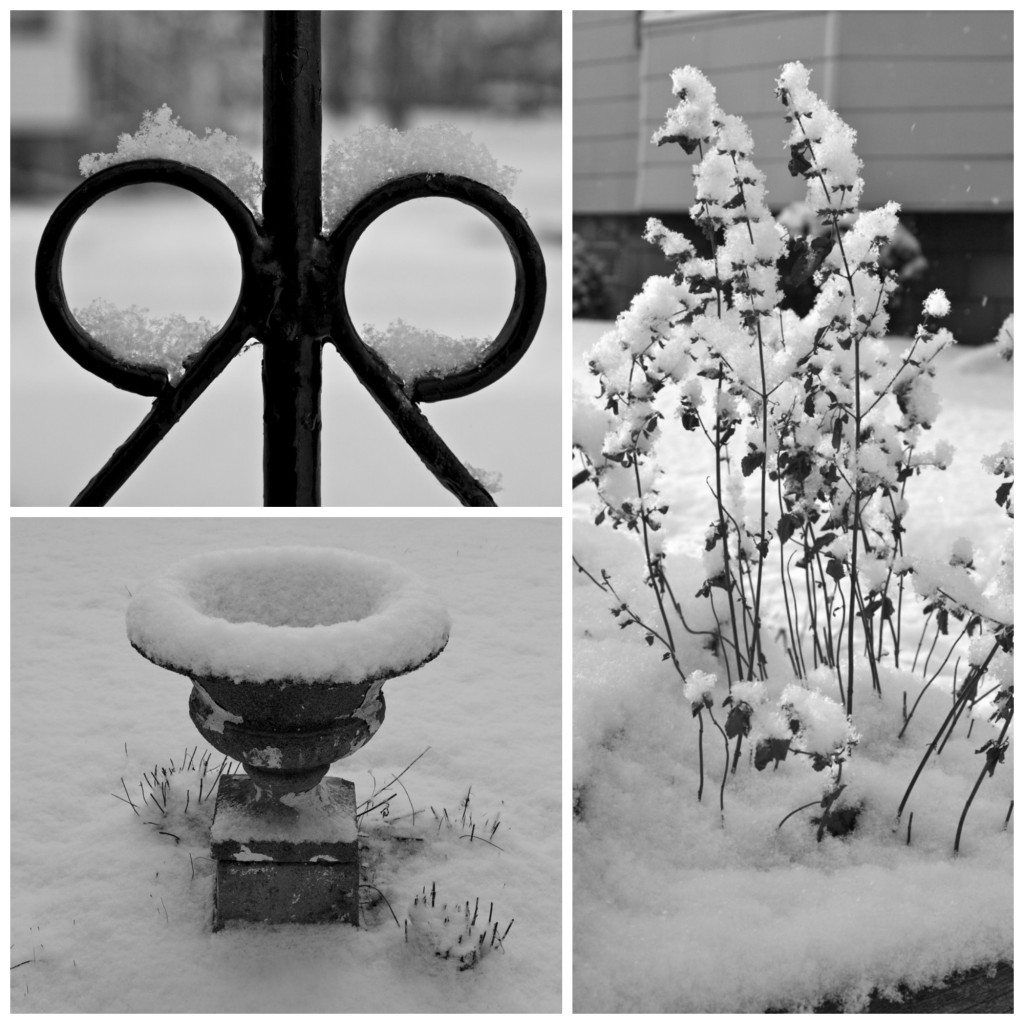 North Tonawanda, Snow, Stephanie Sadler, Little Observationist