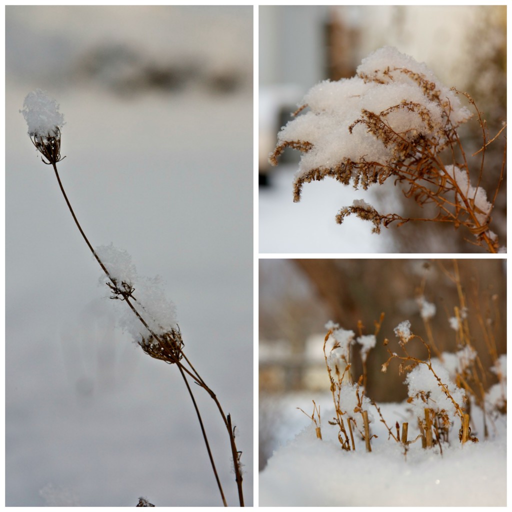 North Tonawanda, Snow, Stephanie Sadler, Little Observationist