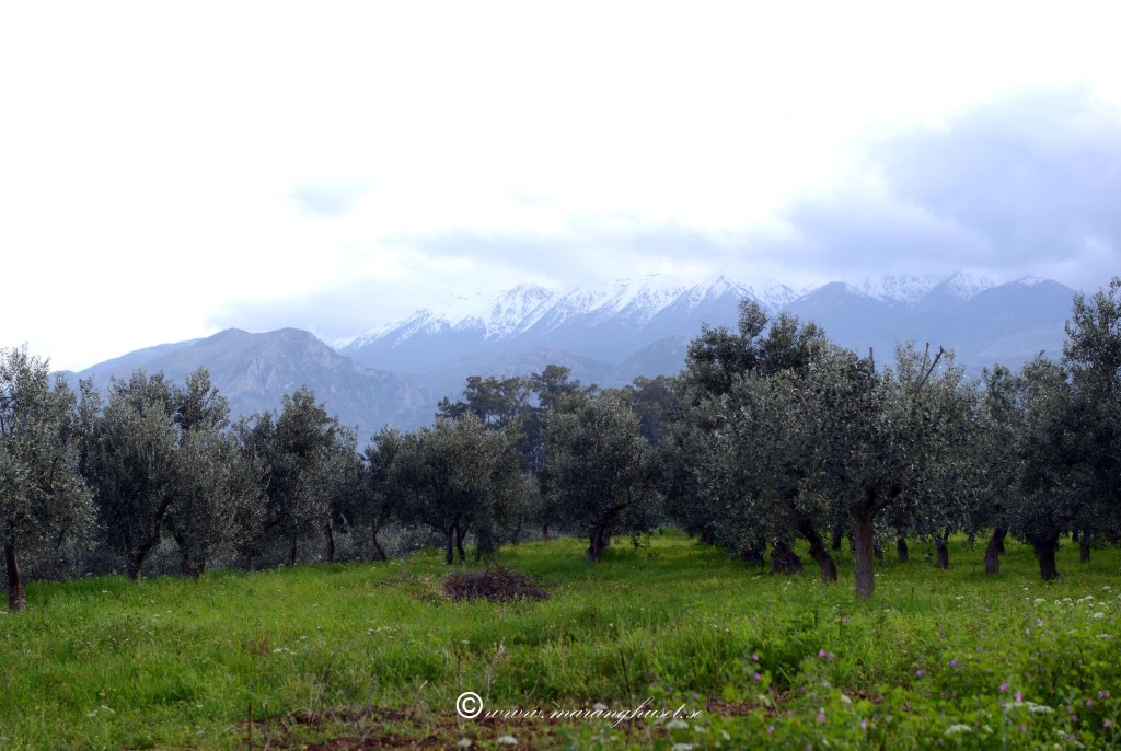 Groves we hope to revive with our Tree Adoption Program through Etsy andCrowdfunding Project. Taken end of March 2014 - Snowny Taigetos at the back (2407 meters height). This is where we gather most of our herbs