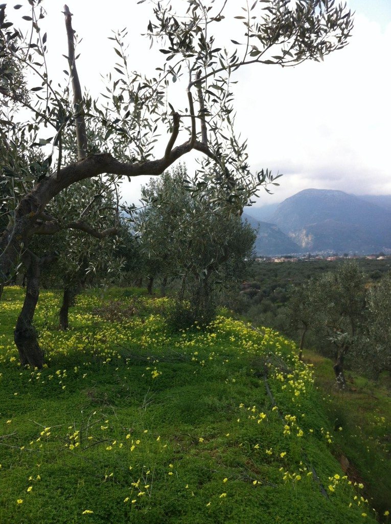 olive groves