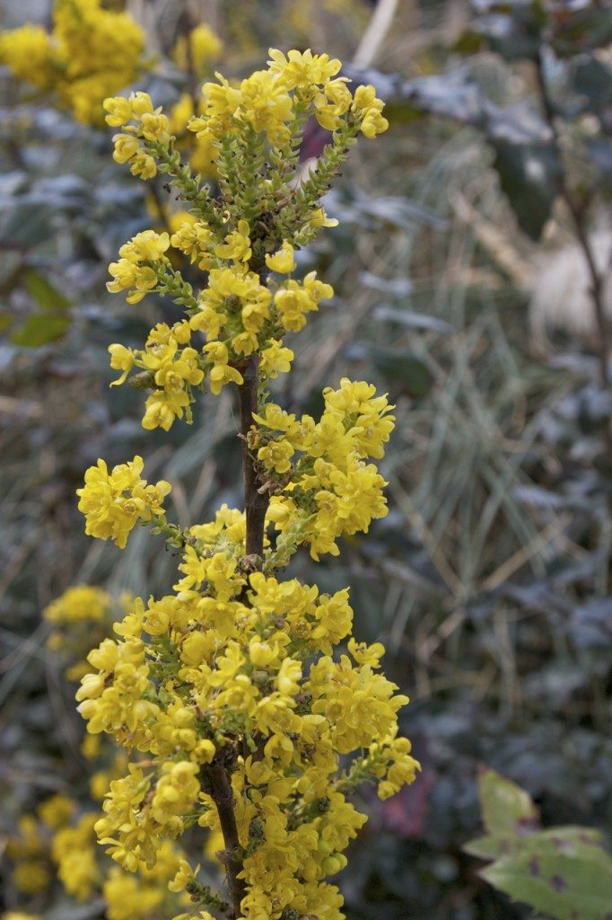 Spring in London by Stephanie Sadler, Little Observationist