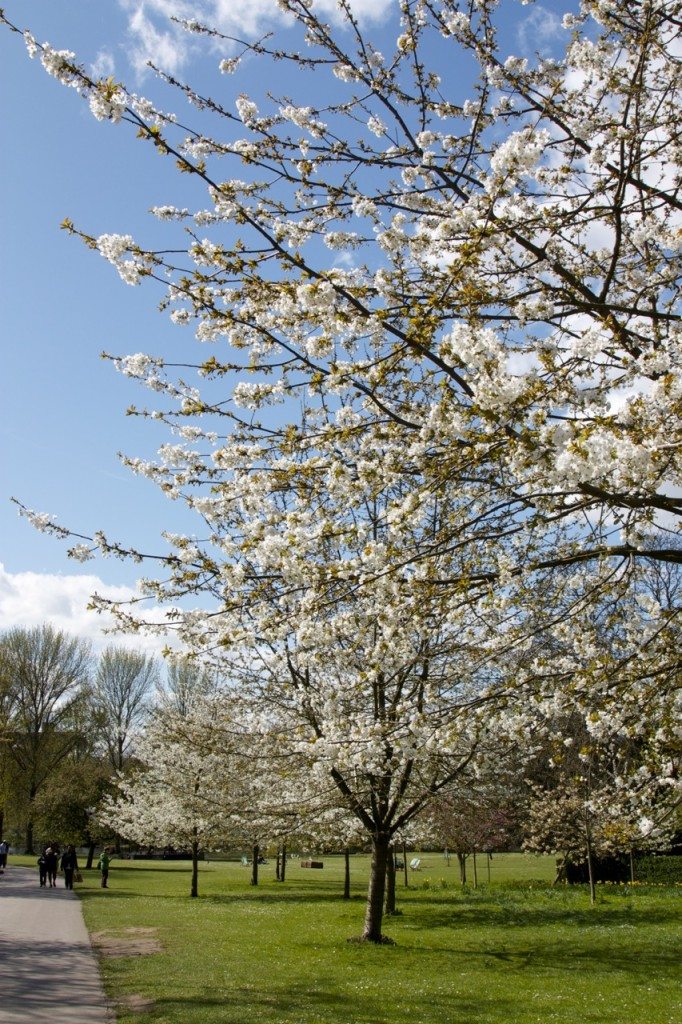 Spring in London by Stephanie Sadler, Little Observationist