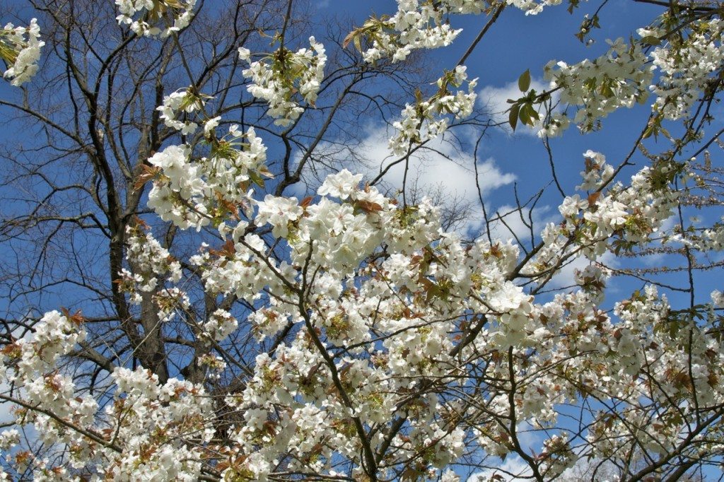 Spring in London by Stephanie Sadler, Little Observationist