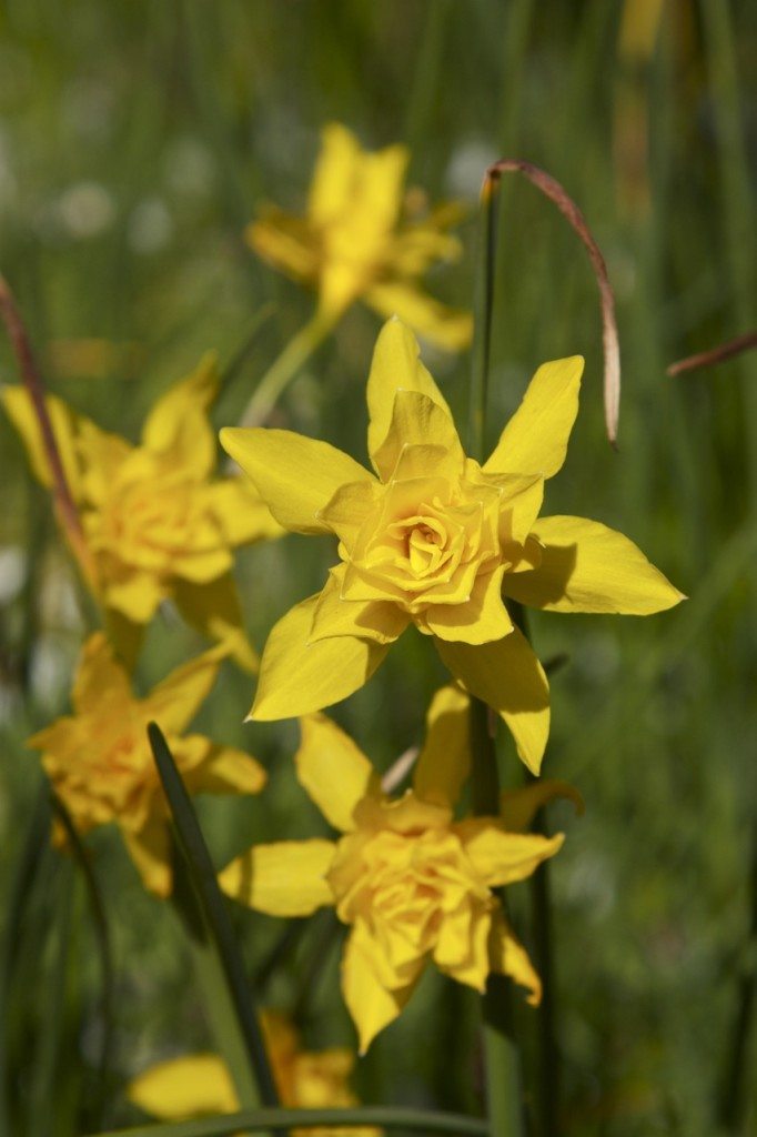 Spring in London by Stephanie Sadler, Little Observationist