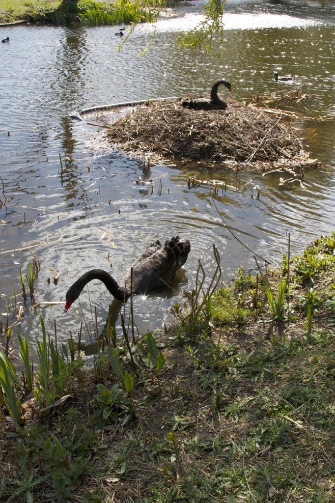 Spring in London by Stephanie Sadler, Little Observationist