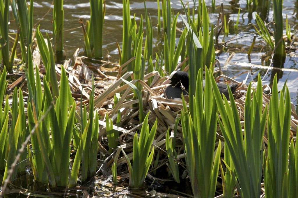 Spring in London by Stephanie Sadler, Little Observationist