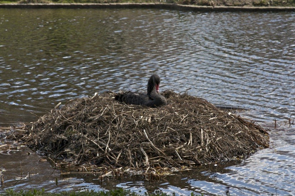 Spring in London by Stephanie Sadler, Little Observationist