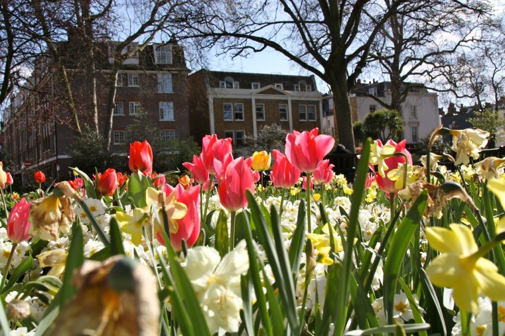 Spring in London by Stephanie Sadler, Little Observationist