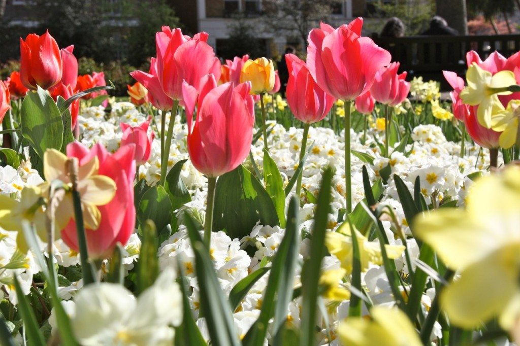 Spring in London by Stephanie Sadler, Little Observationist