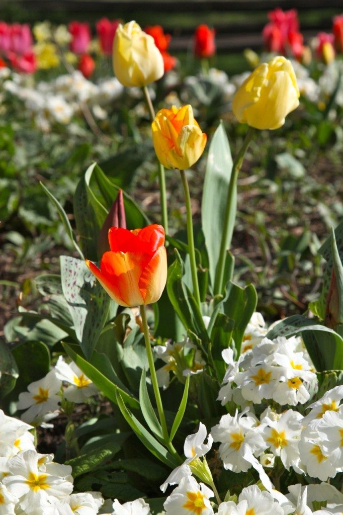 Spring in London by Stephanie Sadler, Little Observationist