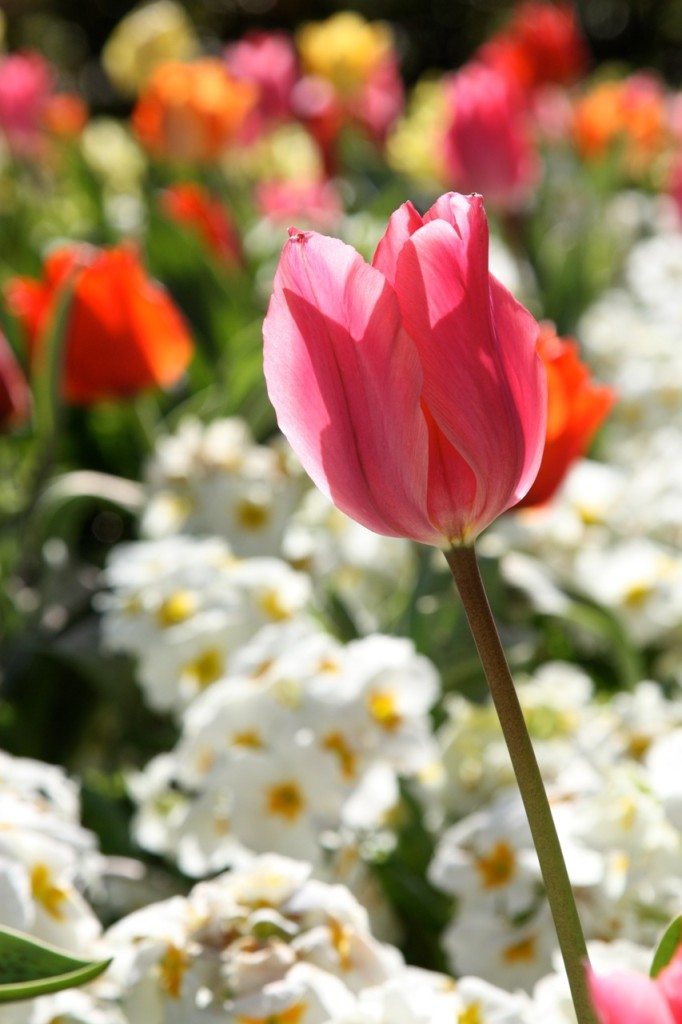 Spring in London by Stephanie Sadler, Little Observationist