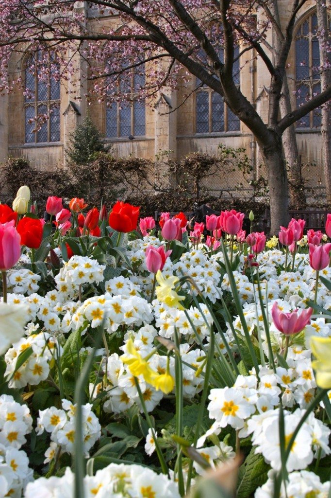 Spring in London by Stephanie Sadler, Little Observationist