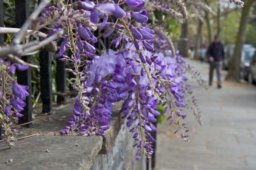 London by Stephanie Sadler, Little Observationist