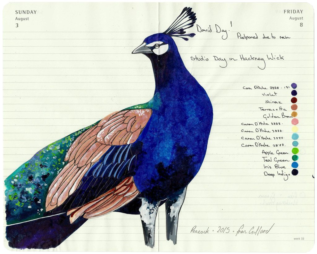 Peacock - - Fran Giffard Interview, Little Observationist