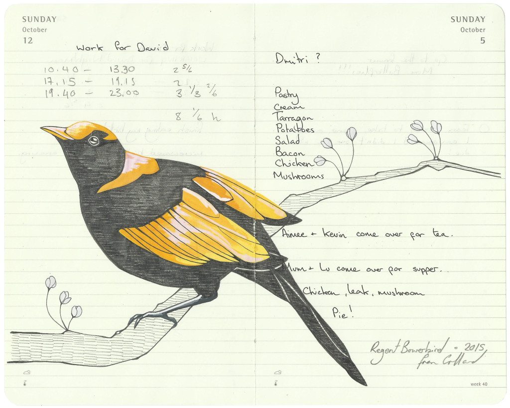 Regent Bowerbird - - Fran Giffard Interview, Little Observationist