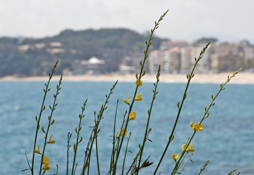 Lloret de Mar by Stephanie Sadler, Little Observationist