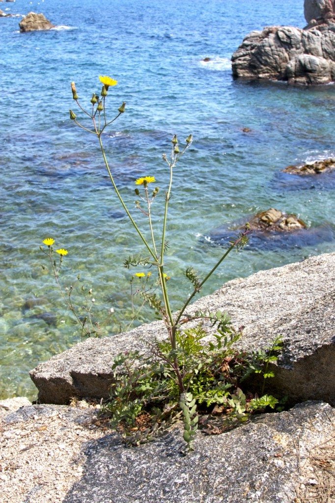 Lloret de Mar by Stephanie Sadler, Little Observationist