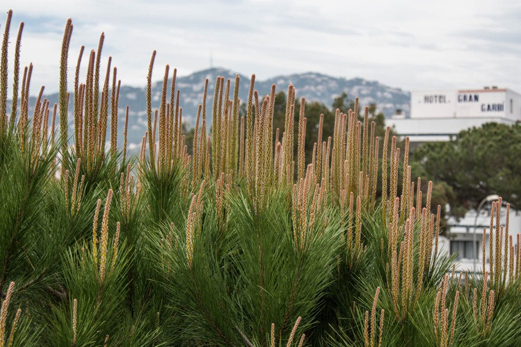 Lloret de Mar by Stephanie Sadler, Little Observationist