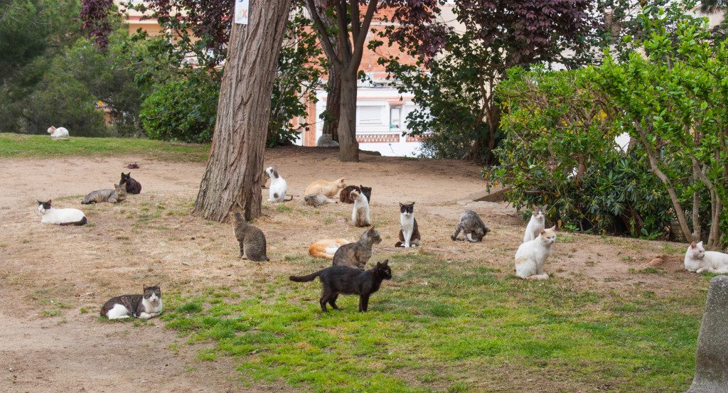 Lloret de Mar by Stephanie Sadler, Little Observationist