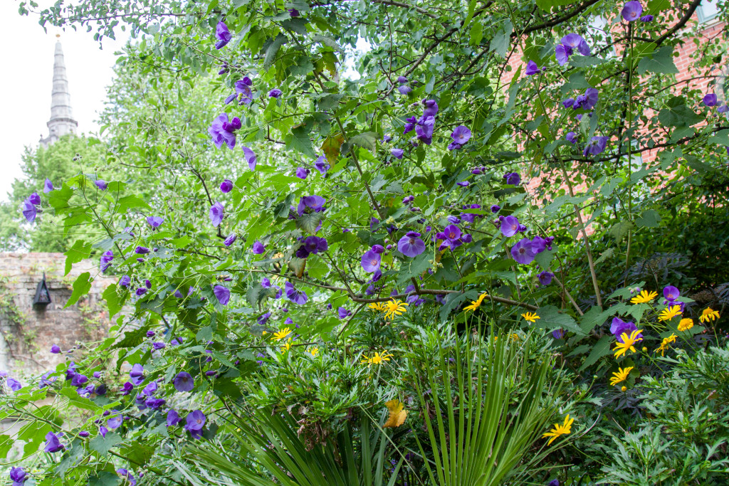 Phoenix Gardens, London by Stephanie Sadler, Little Observationist