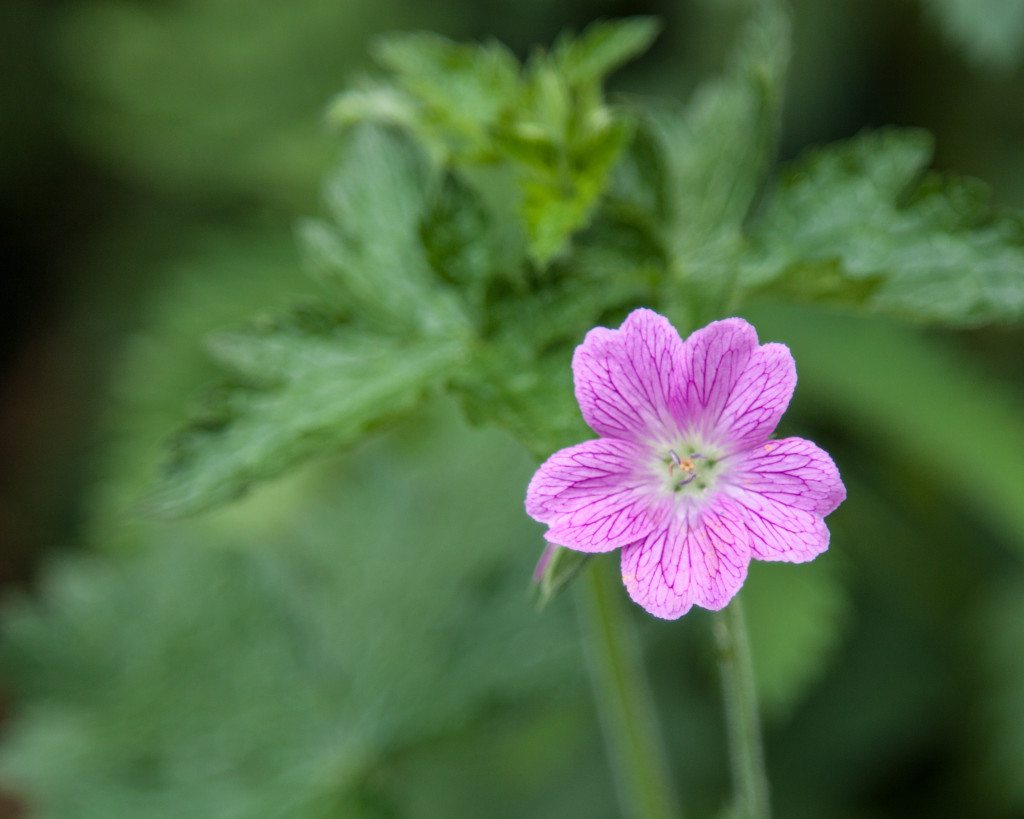 Phoenix Gardens, London by Stephanie Sadler, Little Observationist