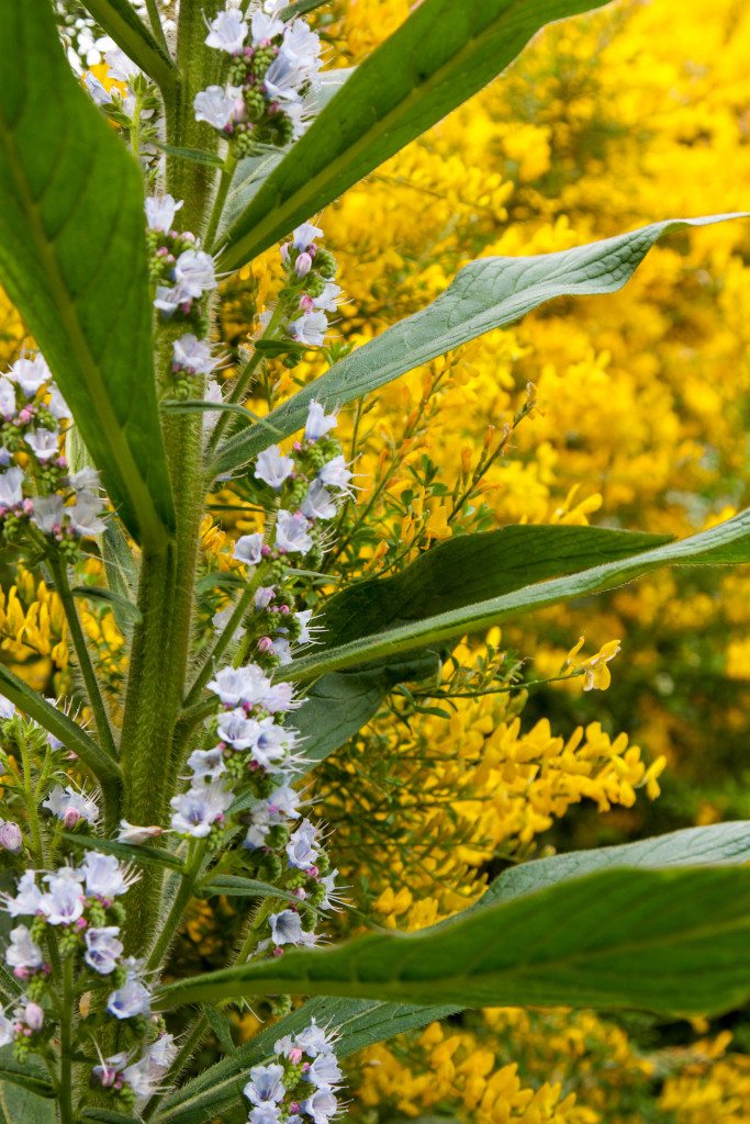 Phoenix Gardens, London by Stephanie Sadler, Little Observationist