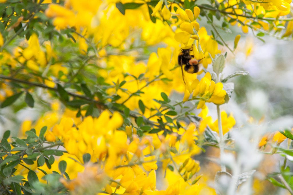 Phoenix Gardens, London by Stephanie Sadler, Little Observationist