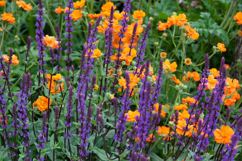 Chelsea Flower Show 2015 by Stephanie Sadler, Little Observationists