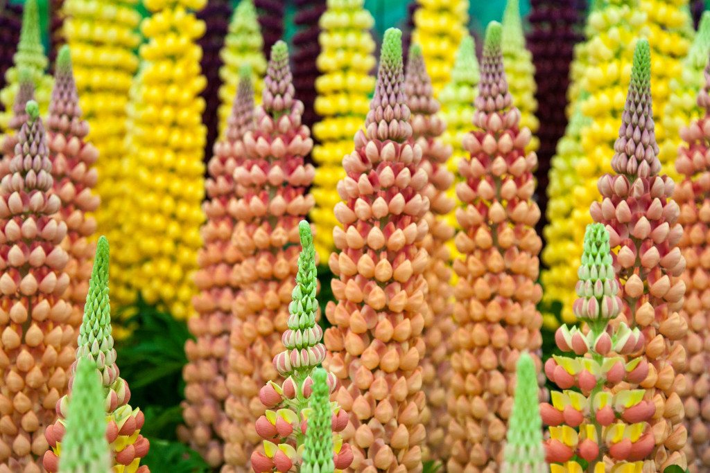 Chelsea Flower Show 2015 by Stephanie Sadler, Little Observationistt