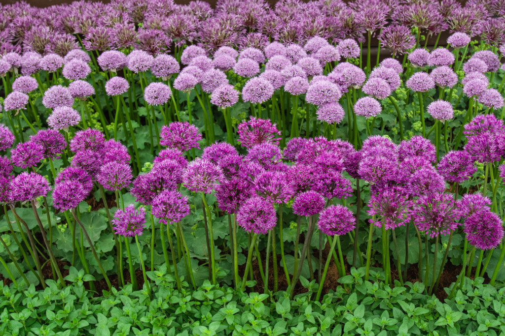 Chelsea Flower Show 2015 by Stephanie Sadler, Little Observationist