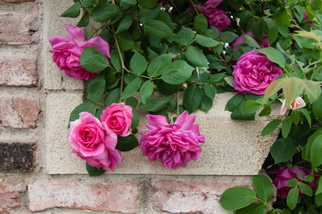 Chelsea Flower Show 2015 by Stephanie Sadler, Little Observationist