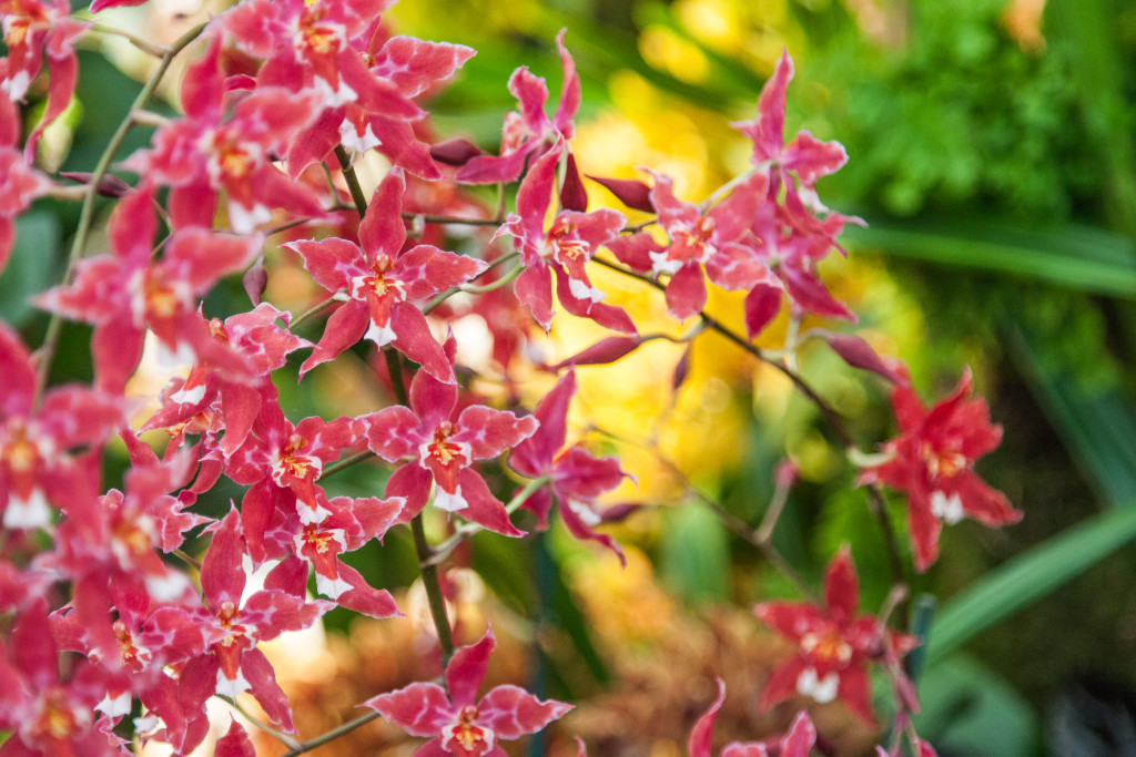 Chelsea Flower Show 2015 by Stephanie Sadler, Little Observationistt