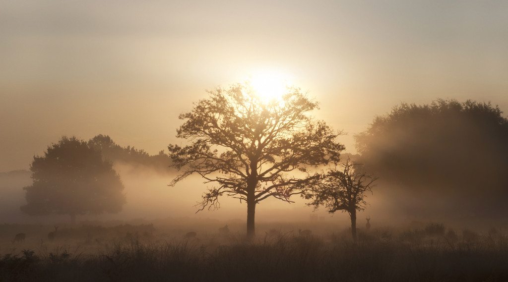 3 - Deer in the Glow of Sunrise by Ida Hollis via Little Observationist