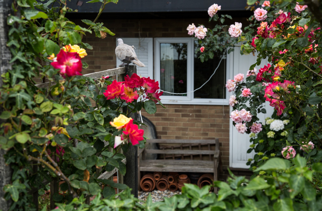 Whitstable by Stephanie Sadler, Little Observationist