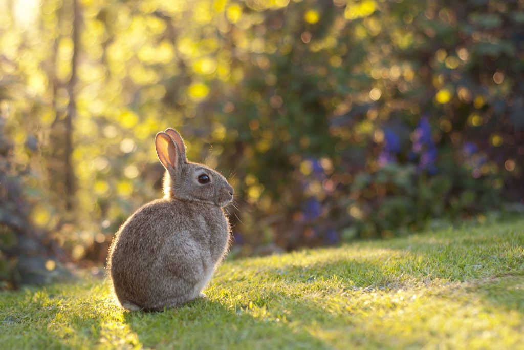 5 - Easter Bunny by Ida Hollis via Little Observationist