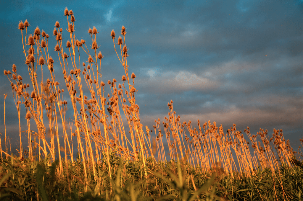 Sunset over the Niagara River by Stephanie Sadler, Little Observationist