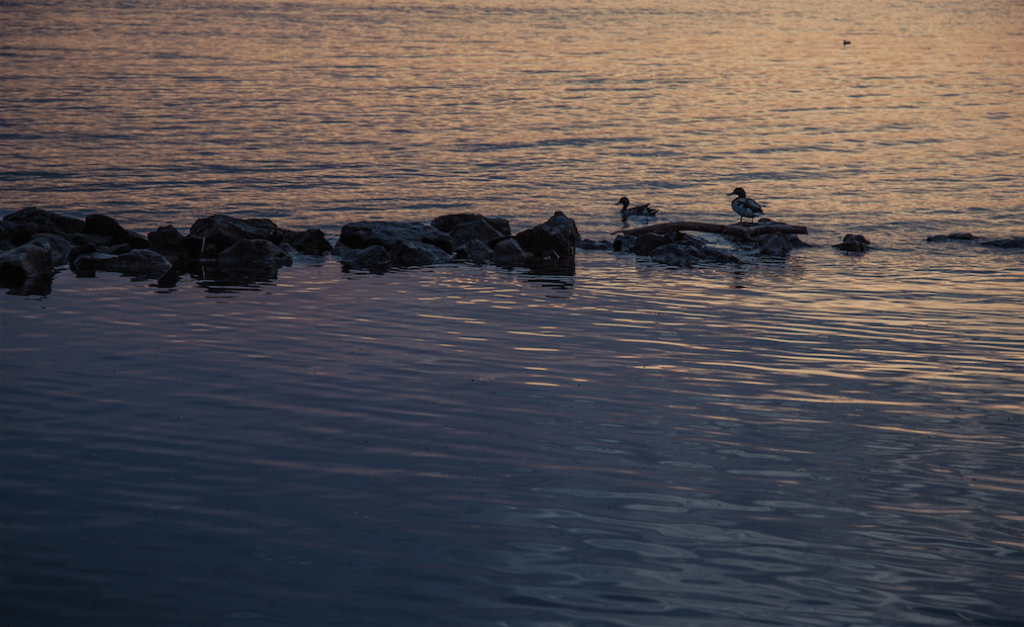 Sunset over the Niagara River by Stephanie Sadler, Little Observationist