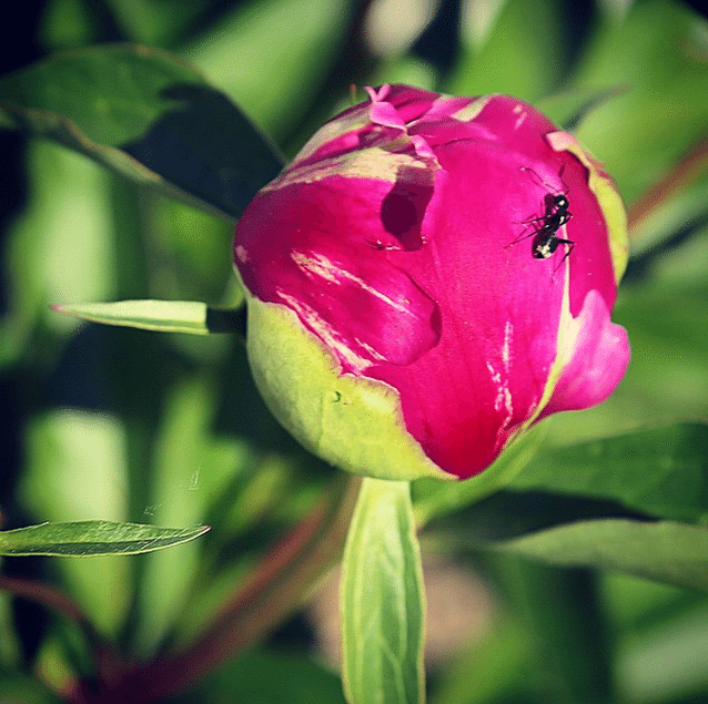Ant on Peony by Stephanie Sadler, Little Observationist