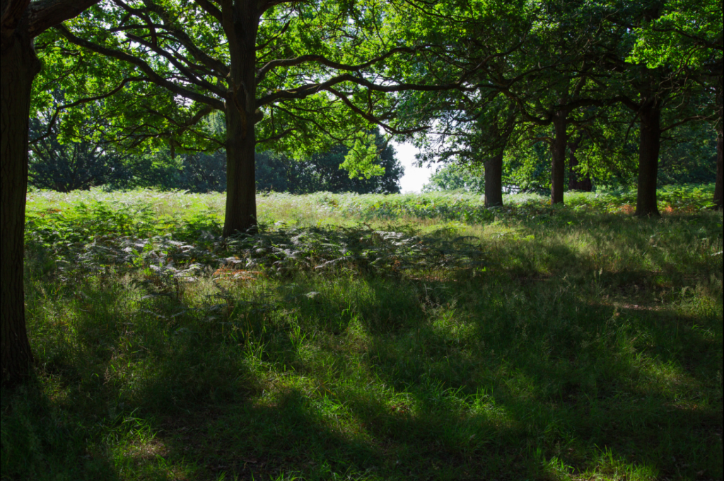 Richmond Park, London, by Stephanie Sadler, Little Observationist