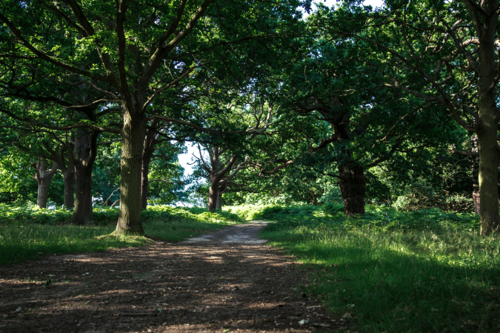 Richmond Park, London, by Stephanie Sadler, Little Observationist