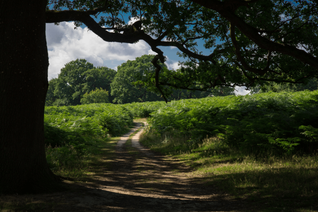 Richmond Park, London, by Stephanie Sadler, Little Observationist