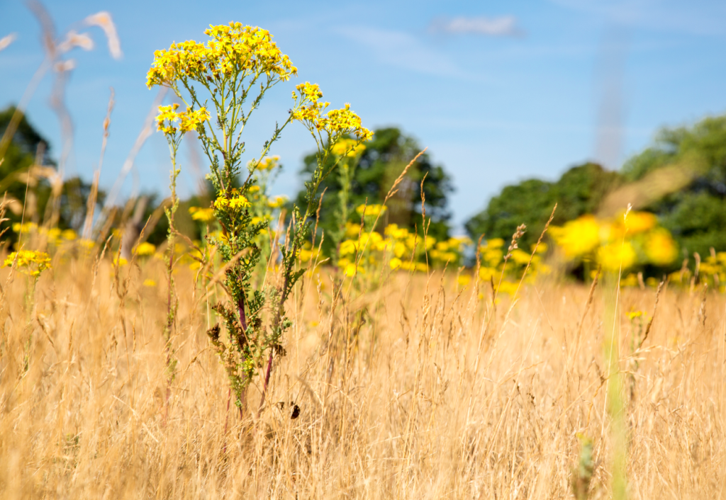 Richmond Park, London, by Stephanie Sadler, Little Observationist